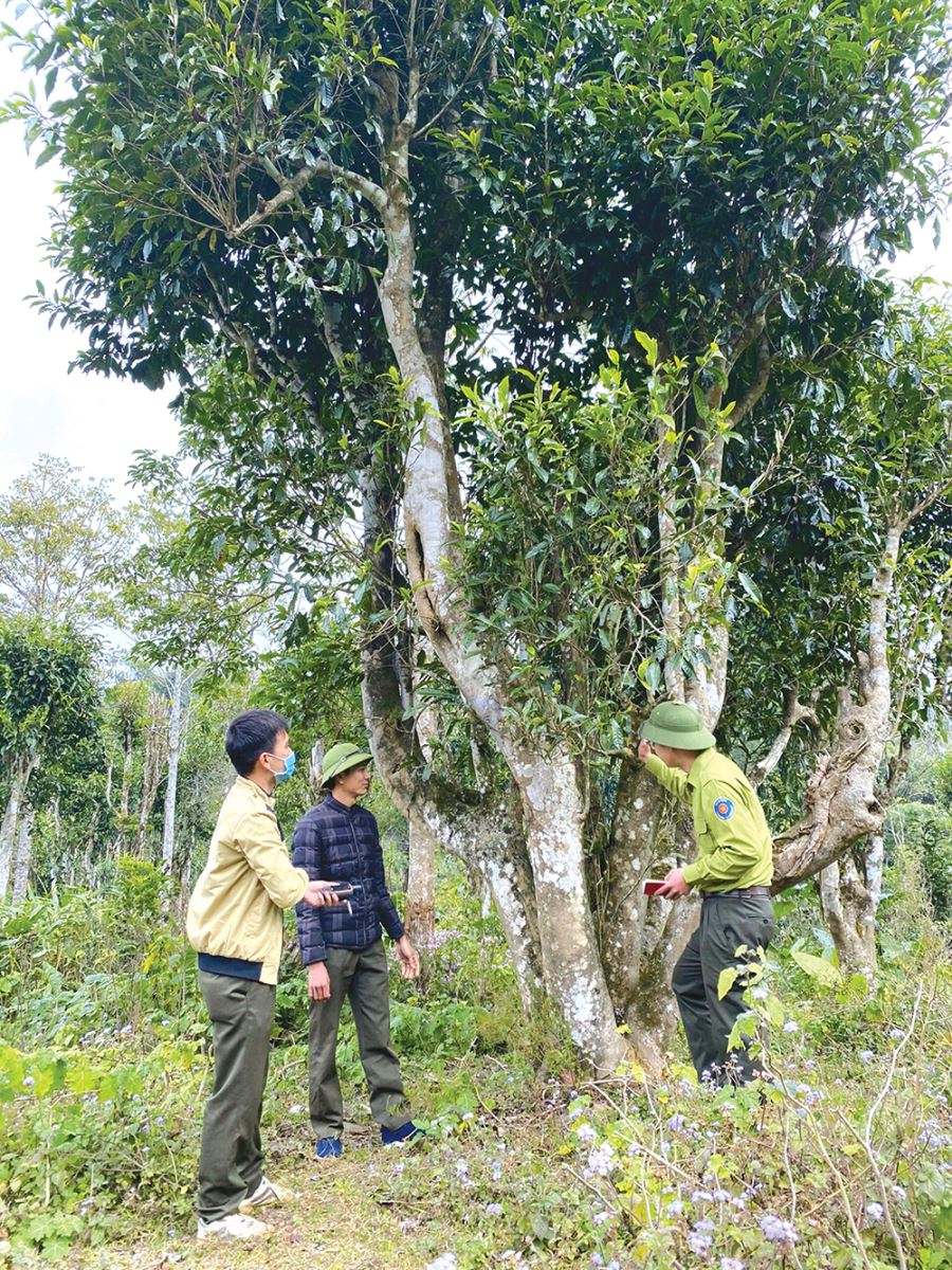 Cây &quot;chè đu đưa&quot; mọc trong Vườn quốc gia Xuân Sơn ở Phú Thọ thực ra là giống chè gì? - Ảnh 6.